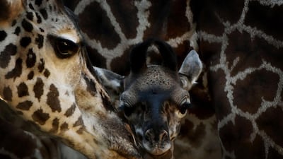 A recently born and unnamed baby female Masai giraffe calf with her mother Hasina in its enclosure at the Los Angeles zoo in California. The two-week-old calf was 130 pounds and just under six feet tall at birth. The Masai giraffes are the largest of the nine subspecies of African giraffes. Mark Ralston / AFP