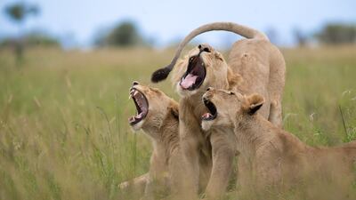 Also Highly Commended was The Choir by Meline Ellwanger. Photo: Meline Ellwanger / Nikon Comedy Wildlife Awards
