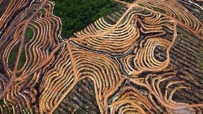 Deforested areas in Borneo are a visual reminder that the need for resource-efficient economies is high . AFP / Ho / Greenpeace