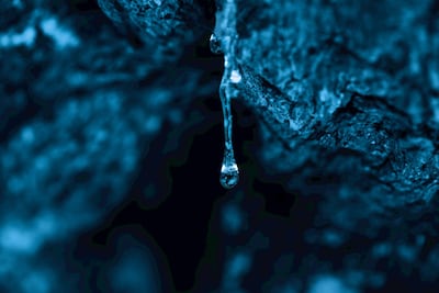 Chanel's Blue Serum contains lentisk, a gum obtained from a pistachio plant species in Greece