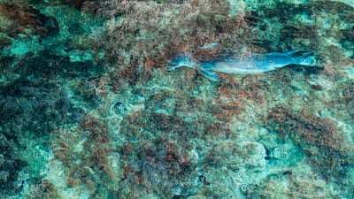 The vanishing seal by Bruno D'Amicis, from Italy, which has been Highly Commended in the Natural Artistry category. Bruno D'Amicis / Wildlife Photographer of the Year / PA