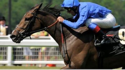 Hibaayeb is one of 10 horses sent by Godolphin to compete in New York.