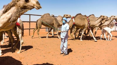 A medical staffer is checking on camel herds in order to find out if any have been injected with botox. In suspicious cases, further tests will be processed, such as ultrasounds, X-rays, and blood tests, to detect any kind of cheating. Last year, 12 camels and their owners were disqualified for botox use. Maxime Fossat for The National