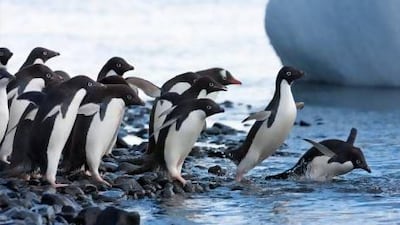 Research shows Adelie penguins are adept at stalking their prey. Getty