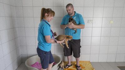 Alister Milne, manager of K9 Friends Dubai, and kennel manager Bev Wright hold some of the puppies that need rehoming. Antonie Robertson / The National