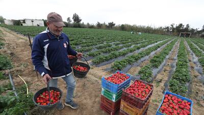 A Tunisia farmer harvests strawberries in a field in Korba, in Nabeul South of Tunis, Tunisia.
