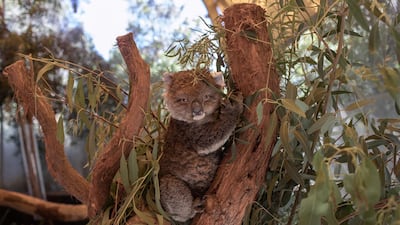 His ears bandaged from burns, koala Jeremy sits inside enclosure at the Australian Wildlife Health Center in Bomaderry, Australia. Getty Images