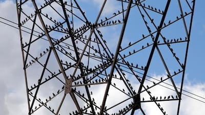 Birds rest on electric power pillars near Veles, North Macedonia. Reuters
