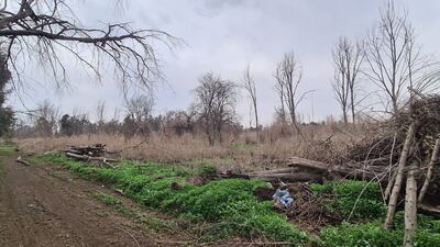 More than 3,000 trees have been planted so far this year, out of a planned 10,000. Photo: Mosul Eye