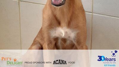 NAME: Flannery. SEX: Female. DATE OF BIRTH: 03.12.2019. SIZE (when fully grown): Medium. BREED: Mix. INFO: Flannery was born and raised at an equestrian centre and arrived at K9 Friends with eight siblings. She is a well socialised, energetic pup and good with other dogs. For more information on adoption, call the office on 04 887 8739 Saturday, Tuesday, or Thursday 9am-1pm.