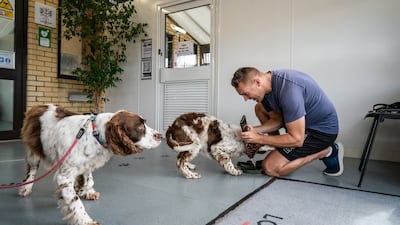 Animals are provided with temporary accommodation while paperwork is checked before they can be reunited with their owners