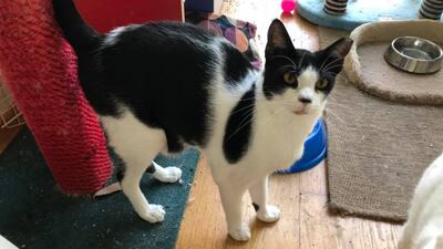 Jack is a friendly and playful cat who wants his own home. He is 18 months old. Jack was found as a kitten playing in a car park on his own. He has been in a foster home with other cats and gets on well with them. He just wants his own sofa to sit on now. Jack is neutered, microchipped and vaccinated. For more information on adoption, visit Jackie’s Cats on Facebook or WhatsApp 050 667 4220 or email jac.covill@gmail.com