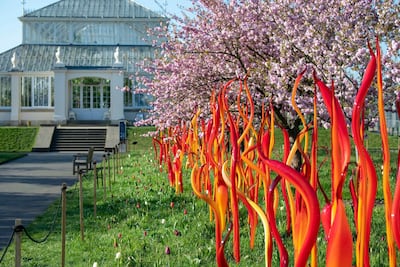 Dale Chihuly's 'Cattails and Copper Birch Reeds' can be found in the Royal Botanic Gardens. Courtesy Chihuly Studio.