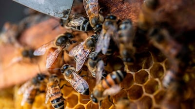 Bees in a hive in Esteli, Nicaragua. AFP