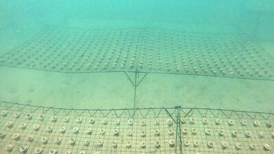 Since 2005, the EAD has implemented a programme to monitor and control the state of coral reefs through seasonal surveys, using data from 10 stations across Abu Dhabi.