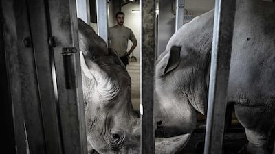A zookeeper watches rhinoceroses after cleaning their feet at the Vincennes zoological gardens in Paris, France. AFP