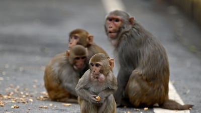 The problem is not helped by locals throwing peanuts for the animals to eat.