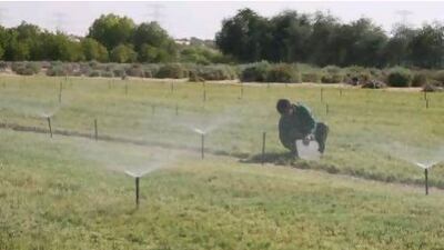 A worker tends to a field of grass grown experimentally for livestock forage using a sprinkler irrigation system, at the International Center for Biosaline Agriculture, in Dubai.