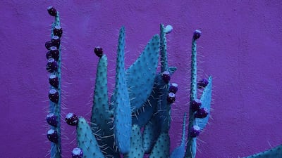 Nature, Second Place, 'Midnight Succulent', shot by Charlotte Mason Mottram in Arizona, UK, on iPhone 7 Plus. Photo: Charlotte Mason Mottram / IPPAWARDS