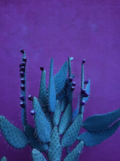 'Midnight Succulent', shot in Arizona by Charlotte Mason Mottram from the UK. The picture was taken on an iPhone 7 Plus. Photo: Charlotte Mason Mottram / IPPAWARDS