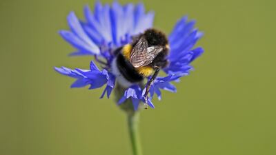A bumblebee rests on a corn flower in Cologne, western Germany. AFP