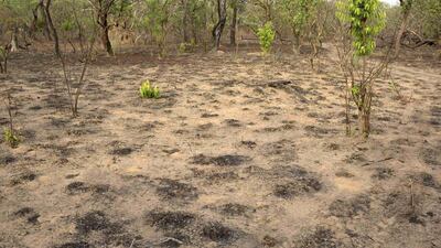 A deforested area in Coli. Joe Penney / Reuters