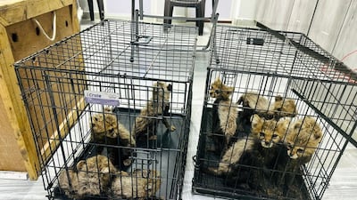 Rescued cheetah cubs in cages in Berbera, Somaliland, a semi-autonomous region of Somalia. AP