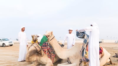 Camels and their riders get ready by the track at Dubai International Endurance City in Saih Al Salam. Reem Mohammed / The National