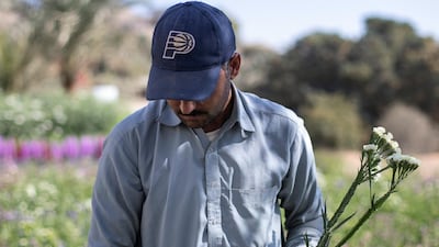 Abdulrahman, one of the farm's workers, picks white sea-lavenders. Reem Mohammed / The National