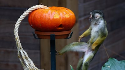 A squirrel monkey looks at a Halloween pumpkin at the Pairi Daiza wildlife park in Brugelette, Belgium. Reuters