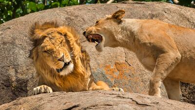 Scott Frier's Nagging is a Universal Concept, a finalist in the 2024 Comedy Wildlife Photography Awards. Scott Frier / Nikon Comedy Wildlife Awards
