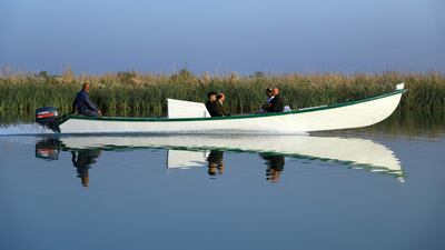 The water level of the marshes is declining, raising their salinity and making the buffalo weak.