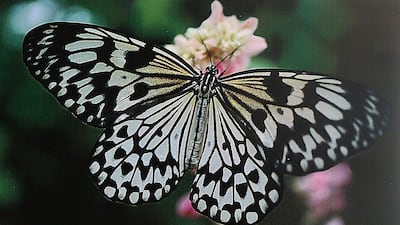 Satish Kumar / The National