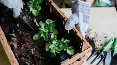 Gardening gloves and a trowel are the basic tools needed to start a vegetable garden. Getty Images