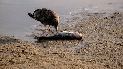 A seagull eats a dead fish on the oil-soaked shores of Huntington Beach, California. Photo: AP