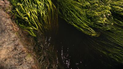 The Kaieteur Falls remain largely untouched.