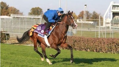 Delegator does morning trackwork, Churchill Downs, Breeders Cup 2010.