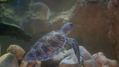 Four green turtles found near a factory in Jebel Ali are receiving care at Sharjah Aquarium. Photo: Sharjah Museums Authority