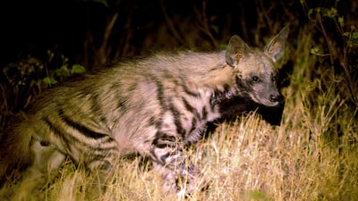 Striped hyena. AFP