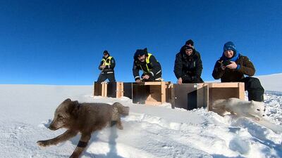 Conservation biologists Kristine Ulvund and Craig Jackson from Norwegian Institute for Nature Research (NINA) and Park Rangers Olaf Bratland and Harald Normann Andersen, from the Norwegian Nature Inspectorate, release a blue and a white Arctic fox into the wild at the Hardangervidda National Park near Geilo, Norway, February 8, 2024 in this handout image. Climate change and habitat loss push thousands of the world's species to the edge of survival, disrupting food chains and leaving some animals to starve; and while some scientists say it's inevitable that we’ll need more feeding programs to prevent extinctions, others question whether it makes sense to support animals in landscapes that can no longer sustain them. "If the food is not there for them, what do you do?" said Jackson. Craig Jackson/Handout via REUTERS SEARCH "NIESNER ARCTIC FOXES" FOR THIS STORY. SEARCH "WIDER IMAGE" FOR ALL STORIES. THIS IMAGE HAS BEEN SUPPLIED BY A THIRD PARTY. MANDATORY CREDIT