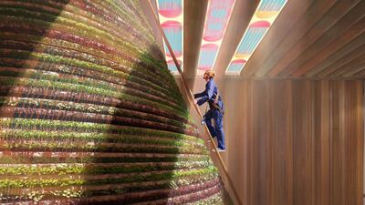 Inside the Netherlands pavilion at the Expo 2020 Dubai is a giant green cone covered in edible plants and irrigated with harvested water. Courtesy: V8 Architects