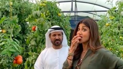 Bollywood star, Shilpa Shetty, took time out of a busy few days in Dubai by stopping off at the Belhasa farm to pick tomatoes on March 23. Instagram / Shilpa Shetty