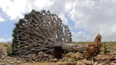 A Dragon's Blood tree toppled in a storm in Socotra. Mohammed Socotri / Getty