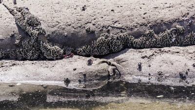 Crabs line the shore of the mangroves.