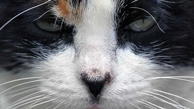 One of the inhabitants of Miraflores Central Park, commonly known as the Cat Park, in Lima, Peru. AFP