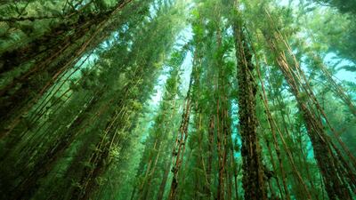 'The Freshwater Forest' by Michel Roggo, from Switzerland. Highly Commended in the Plants and Fungi category. Slender stems of Eurasian watermilfoil, bearing whorls of soft, feathery leaves, reach for the sky from the bed of Lake Neuchatel, Switzerland. Michel Roggo / Wildlife Photographer of the Year