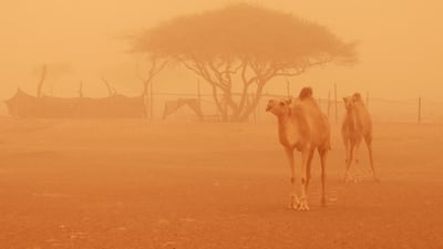 Camels battle the elements as Fujairah is enveloped by a haze of orange. Sarah Dea / The National