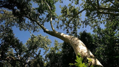 Topanga State Park. David McNew / Getty Images