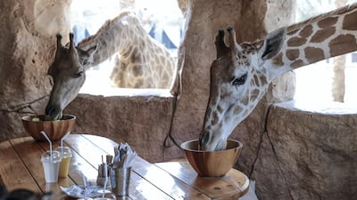 Abby and Mary enjoy their breakfast. Victor Besa/The National Section: NA Reporter: Sophie Prideaux