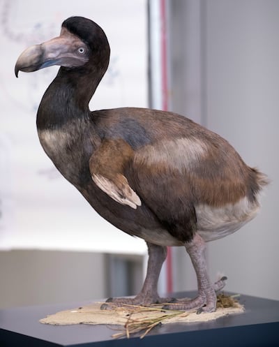 The life-like reconstruction of a dodo is shown in the workshop of the Senckenberg Museum in Frankfurt, Germany. Photo: Getty Images